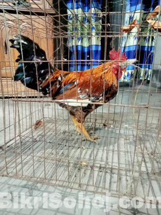 দেশি মোরগ